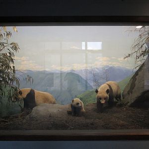 Giant Panda Diorama