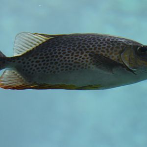 Gold-lined spadefood