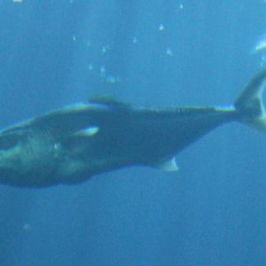 Yellowtail Kingfish (Seriola lalandi)