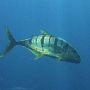 Trevally