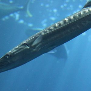 Great baracuda