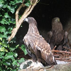 White-tailed sea-eagles