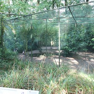 Aviary Crowned cranes