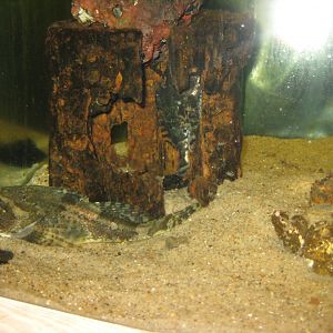 JyllandsAkvariet - Shorthorn sculpin tank