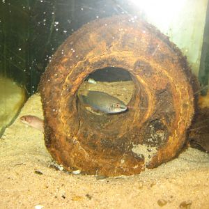 JyllandsAkvariet - Goldsinny wrasse tank