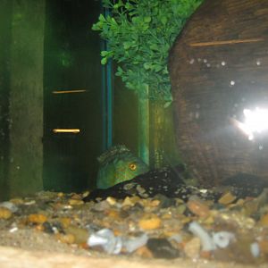 JyllandsAkvariet - Corkwing wrasse tank