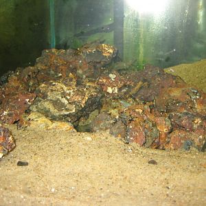JyllandsAkvariet - Baltic prawn tank
