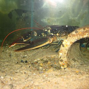 JyllandsAkvariet - Lobster tank