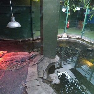 Dwarf Crocodile Enclosure in Underwater World