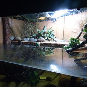 Black-knobbled Map Turtle Tank in Underwater World