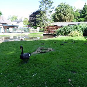 Black Swan Enclosure