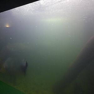 Pacu tank in Underwater World