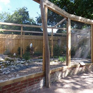 Snowy Owl Aviary in The Terry Prachett Owl Parliment
