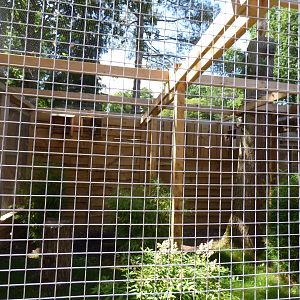 Brown Wood Owl Aviary in The Terry Prachett Owl Parliment