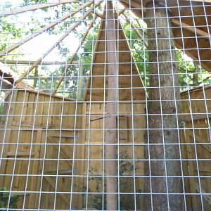 Southern Boobook Owl Aviary in The Terry Prachett Owl Parliment