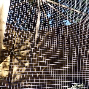 Northern White-faced Owl Aviary in The Terry Prachett Owl Aviary