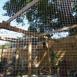 Great Horned Owl Aviary at The Terry Prachett Owl Aviary