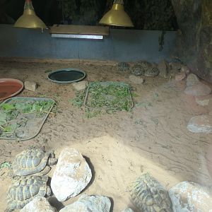 Hermann's Tortoise Indoor