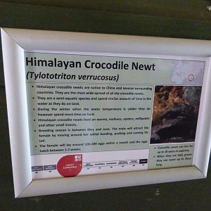 Himalayan Crocodile Newt Signage