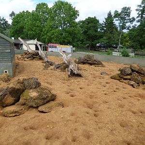 Meerkat Enclosure