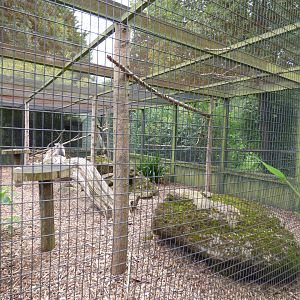 Second Ring-tailed Lemur Enclosure