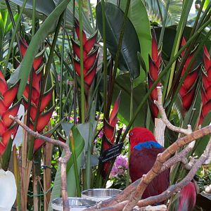 Heliconias and Eclectus Parrot