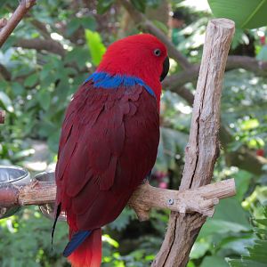 Eclectus Parrot