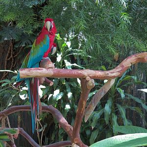 Green-winged Macaw