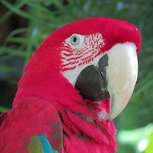 Green-winged Macaw