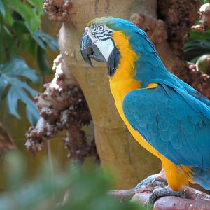 Blue And Gold Macaw