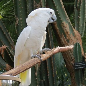Umbrella Cockatoo