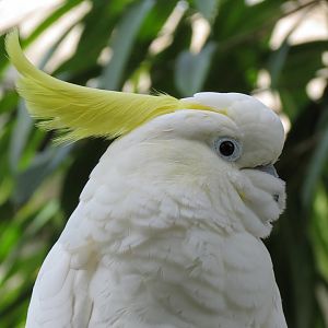 Lesser Sulphur-crested Cockatoo