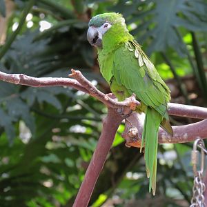 Red-shouldered Macaw