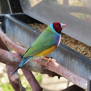 Gouldian Finch