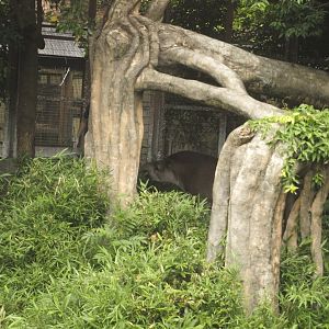 Lowland tapir exhibit