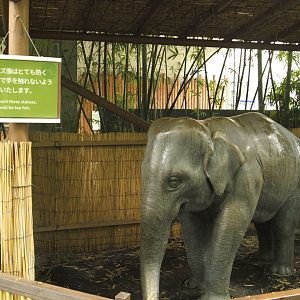 Elephant statue and intriguing sign