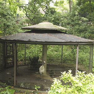 Isolated red-crowned crane aviary