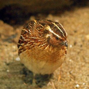 Japanese quail