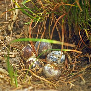 Japanese quail nest