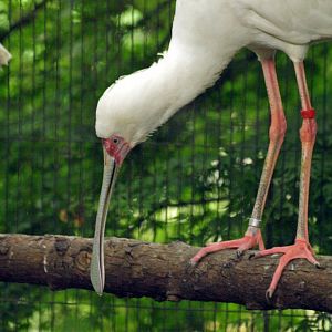 African spoonbill
