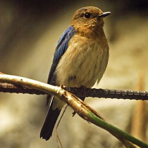 Male blue and white flycatcher