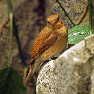 Hen blue and white flycatcher
