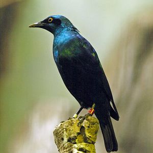 Greater blue-eared glossy starling