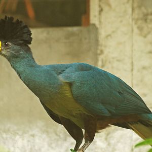 Great blue turaco