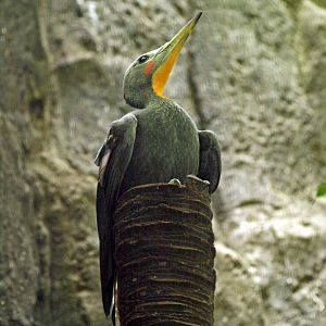 Great slaty woodpecker