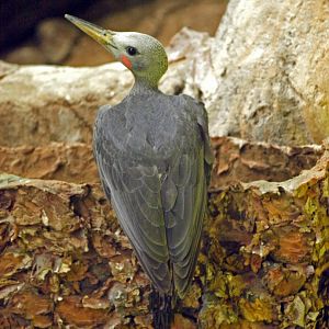 Great slaty woodpecker