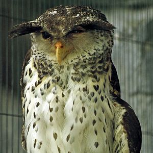 Forest eagle owl