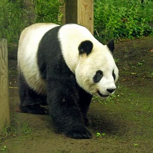 Male giant panda