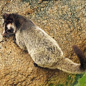 Masked palm civet