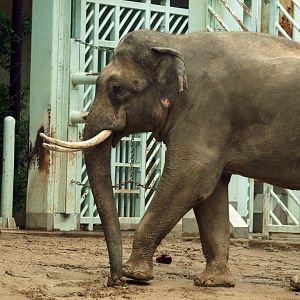 Bull asian elephant
